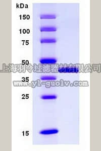 merck millipore,默克密理博,437622,Lipocortin-II, His•Tag, Human, Recombinant, E. coli
