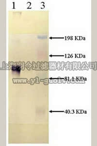 merck millipore,默克密理博,438192,Anti-LRP, Light Chain Mouse mAb (5A6)
