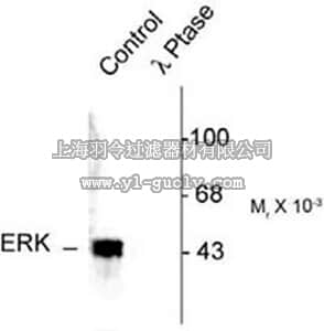 merck millipore,默克密理博,442685,PhosphoDetect™ Anti-MAP Kinase ERK1/ERK2 (pThr²⁰²/Tyr²⁰⁴) Rabbit pAb