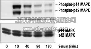 merck millipore,默克密理博,442704,Anti-MAP Kinase ERK1/ERK2 Rabbit pAb