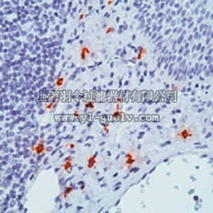 merck millipore,默克密理博,444905,Anti-Mast Cell Tryptase Mouse mAb (AA1)