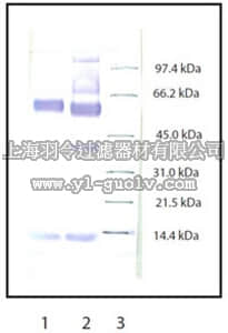 merck millipore,默克密理博,475915,Anti-Myeloperoxidase Rabbit pAb