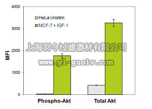 merck millipore,默克密理博,48-618MAG,MILLIPLEX MAP Total/Phospho Akt - Cell Signaling Multiplex Assay