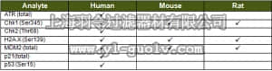 merck millipore,默克密理博,48-621MAG,MILLIPLEX MAP DNA Damage/Genotoxicity Magnetic Bead Panel - Cell Signaling