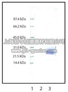 merck millipore,默克密理博,481001,Anti-Neutrophil Elastase Rabbit pAb