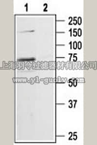 merck millipore,默克密理博,506107,Anti-P2X7 Receptor (576-595) Rabbit pAb