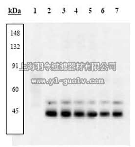 merck millipore,默克密理博,506119,PhosphoDetect™ Anti-p38 MAP Kinase (pThr¹⁸⁰, pTyr¹⁸²) Rabbit pAb