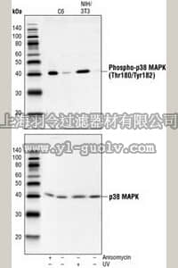 merck millipore,默克密理博,506123,Anti-p38 MAP Kinase (341-360) Rabbit pAb