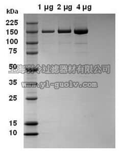 merck millipore,默克密理博,525189,Phospholipase C-γ-2, His•Tag, Human, Recombinant, S. frugiperda