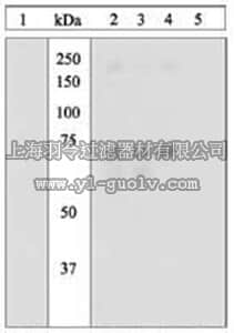 merck millipore,默克密理博,527460,PhosphoDetect™ Anti-PKR (pThr⁴⁵¹) Rabbit pAb