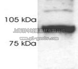 merck millipore,默克密理博,539166,Anti-19S Proteasome S2-Subunit Rabbit pAb