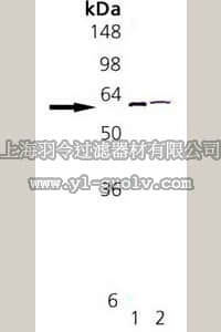 merck millipore,默克密理博,539229,Anti-Protein Disulfide Isomerase Rabbit pAb