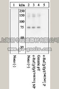 merck millipore,默克密理博,553009,PhosphoDetect™ Anti-c-Raf (pTyr³⁴⁰, Tyr³⁴¹) Rabbit pAb