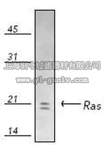 merck millipore,默克密理博,553571,Anti-Ras (31-43) Rabbit pAb