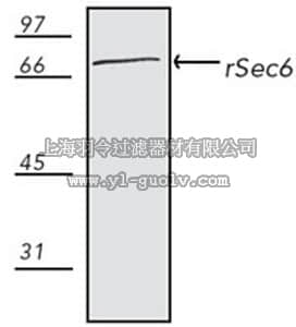 merck millipore,默克密理博,559240,Anti-rSec6 Mouse mAb (9H5)