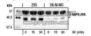 merck millipore,默克密理博,559304,Anti-SAPK/JNK Rabbit pAb