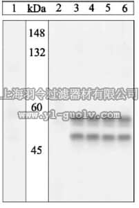merck millipore,默克密理博,559309,PhosphoDetect™ Anti-SAPK/JNK (pThr¹⁸³, Tyr¹⁸⁵) Rabbit pAb
