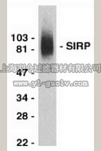 merck millipore,默克密理博,566310,Anti-SIRPα1, C-Terminal (487-503) Rabbit pAb