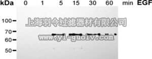 merck millipore,默克密理博,566807,PhosphoDetect™ Anti-Shc/p66 (pSer³⁶) Mouse mAb (6E10)