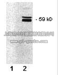 merck millipore,默克密理博,569372,PhosphoDetect™ Anti-Src (pTyr⁴¹⁸) Mouse mAb (9A6)