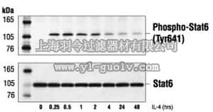 merck millipore,默克密理博,575143,PhosphoDetect™ Anti-STAT6 (pTyr⁶⁴¹) Rabbit pAb