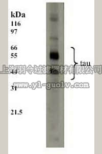 merck millipore,默克密理博,577801,Anti-Tau Mouse mAb (TAU-5)