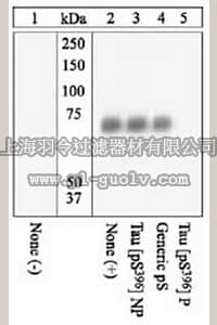merck millipore,默克密理博,577815,PhosphoDetect™ Anti-Tau (pSer³⁹⁶) Rabbit pAb