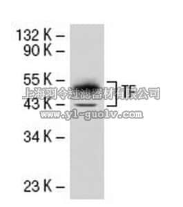 merck millipore,默克密理博,612161,Anti-Tissue Factor Mouse mAb (TF9-10H10)