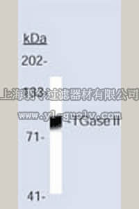 merck millipore,默克密理博,616465,Anti-Transglutaminase II Rabbit pAb