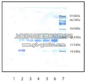 merck millipore,默克密理博,650297,Anti-Trypsin Rabbit pAb