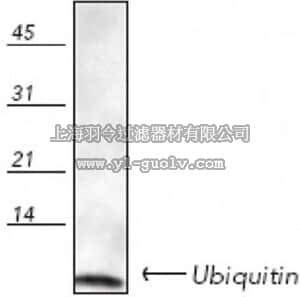 merck millipore,默克密理博,662099,Anti-Ubiquitin Rabbit pAb