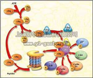 merck millipore,默克密理博,662116,Ubiquitin Conjugating Enzyme Set