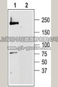 merck millipore,默克密理博,681507,Anti-CaV1.2 (818-835) Rabbit pAb