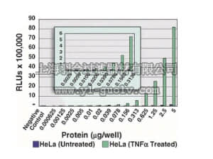merck millipore,默克密理博,70-615,NFκB p50 EZ-TFA Transcription Factor Assay (Chemiluminescent)