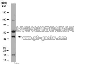 merck millipore,默克密理博,AB10007,Anti-Yin and yang 1 Antibody