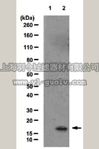 merck millipore,默克密理博,AB10020,Anti-acetyl-Histone H2A.X (Lys5) Antibody