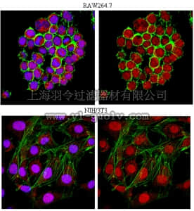 merck millipore,默克密理博,AB10029,Anti-Ubiquityl Histone H2A.X (Lys119) Antibody