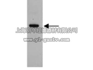 merck millipore,默克密理博,AB10079,Anti-Cytochrome P450 CYP450 2B1 Antibody