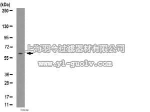 merck millipore,默克密理博,AB10130,Anti-NR1D1 (Rev-ErbA α) Antibody