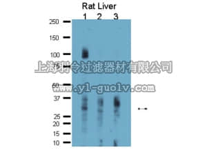 merck millipore,默克密理博,AB10141,Anti-Aquaporin 9 Antibody