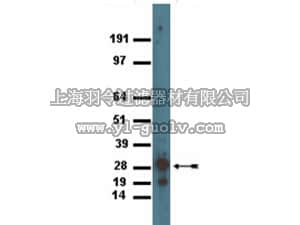 merck millipore,默克密理博,AB10145,Anti-GFP Antibody