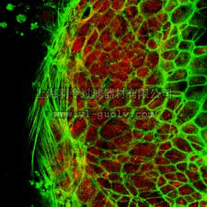 merck millipore,默克密理博,AB10181,Anti-Pumilio-2 (PUM2) Antibody