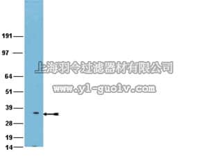 merck millipore,默克密理博,AB10198,Anti-PHB2 Antibody