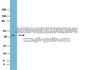 merck millipore,默克密理博,AB10206,Anti-NLK Antibody