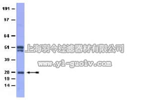 merck millipore,默克密理博,AB10211,Anti-MSX2 Antibody