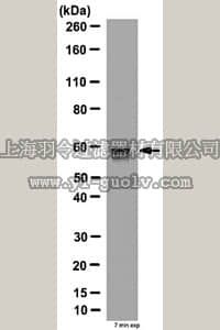 merck millipore,默克密理博,AB10223,Anti-Scirr1 Antibody