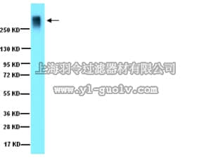 merck millipore,默克密理博,AB1031,Anti-Aggrecan Antibody