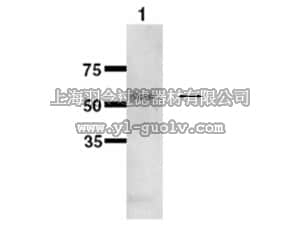 merck millipore,默克密理博,AB10320,Anti-Cytochrome P450 1B1 Antibody