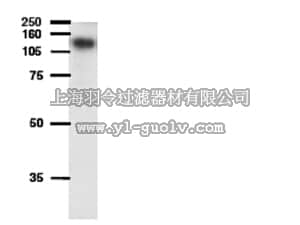 merck millipore,默克密理博,AB10340,Anti-ATP-binding cassette Antibody, sub-family B (MDR/TAP), member 1A