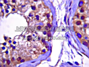 merck millipore,默克密理博,AB10408,Anti-Protein Wnt-4 Antibody